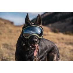 Hundebrille Rex Specs V2 - L - Schwarz
