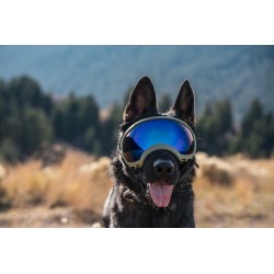 Hundebrille Rex Specs V2 - L - Teal
