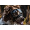 Hundebrille Rex Specs V2 - M - Teal