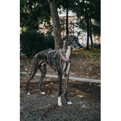 Windhund Fluchtschutz-Geschirr Gänseblümchen L