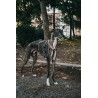 Windhund Fluchtschutz-Geschirr Gänseblümchen - M