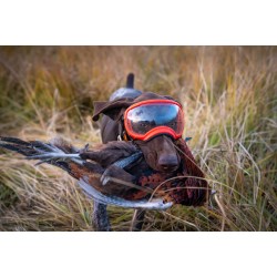 Hundebrille Rex Specs V2 - XL - Bighorn Blue