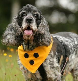 Hund mit gelbem Blindenhalstuch