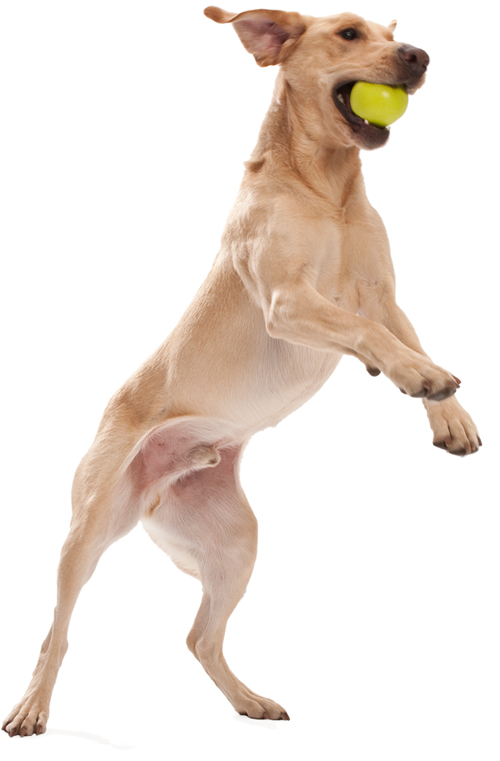 springender Hund mit Jive Ball im Maul